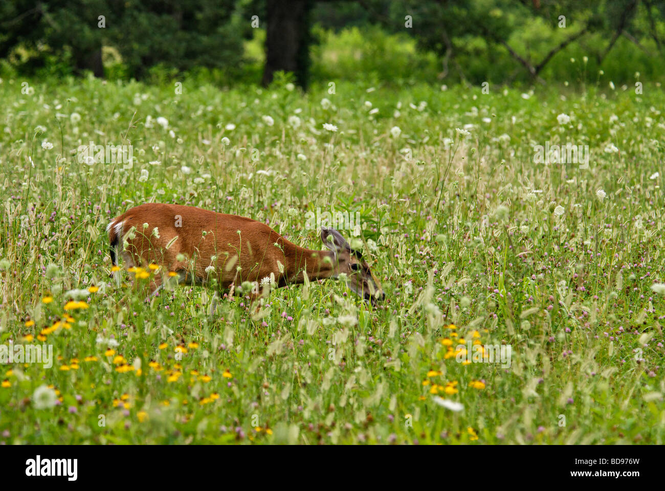 White Tailed Deer rossi in un prato di fiori selvaggi in Cades Cove nel Parco Nazionale di Great Smoky Mountains in Tennessee Foto Stock