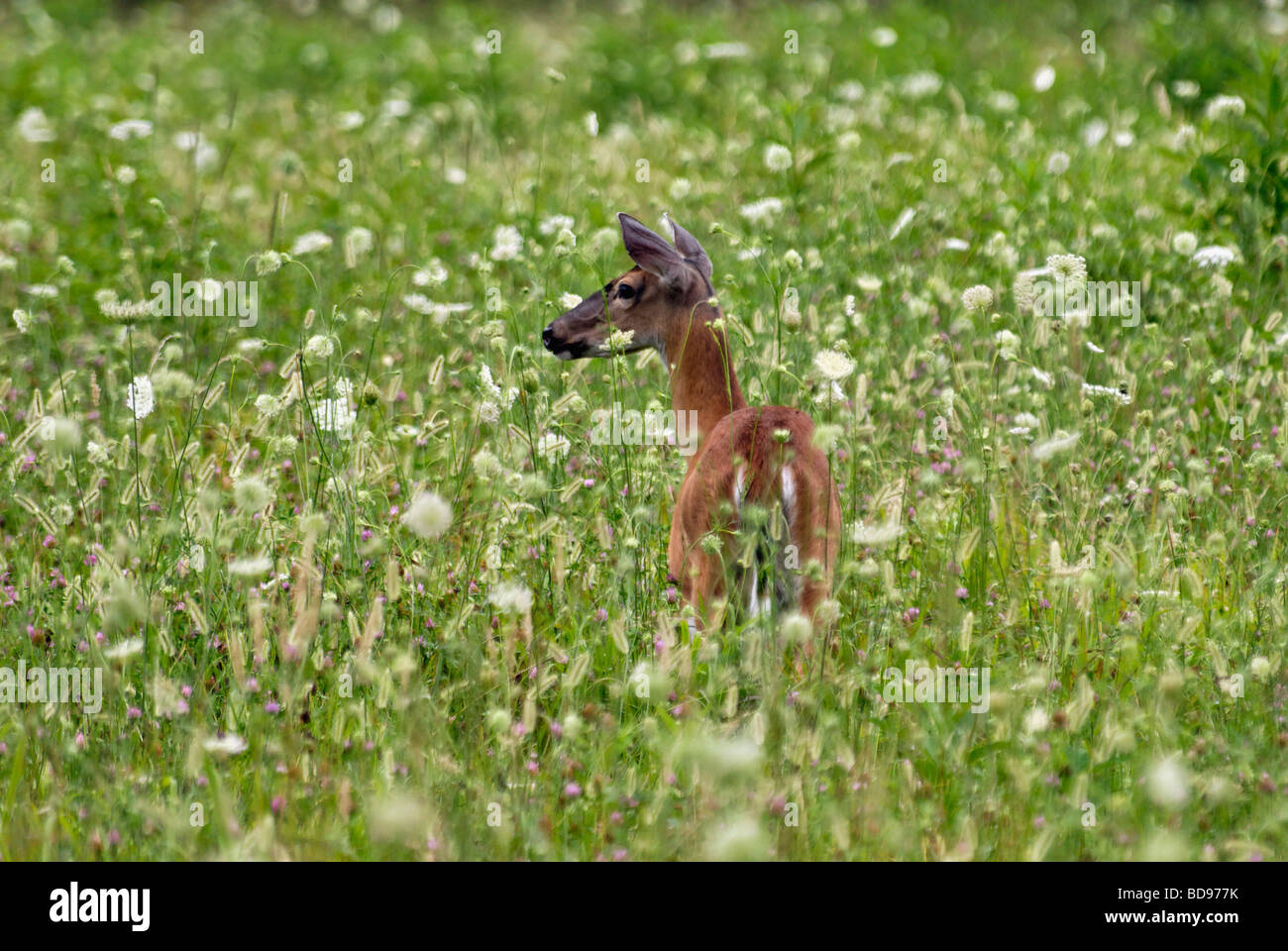 White Tailed Deer rossi in un prato di fiori selvaggi in Cades Cove nel Parco Nazionale di Great Smoky Mountains in Tennessee Foto Stock