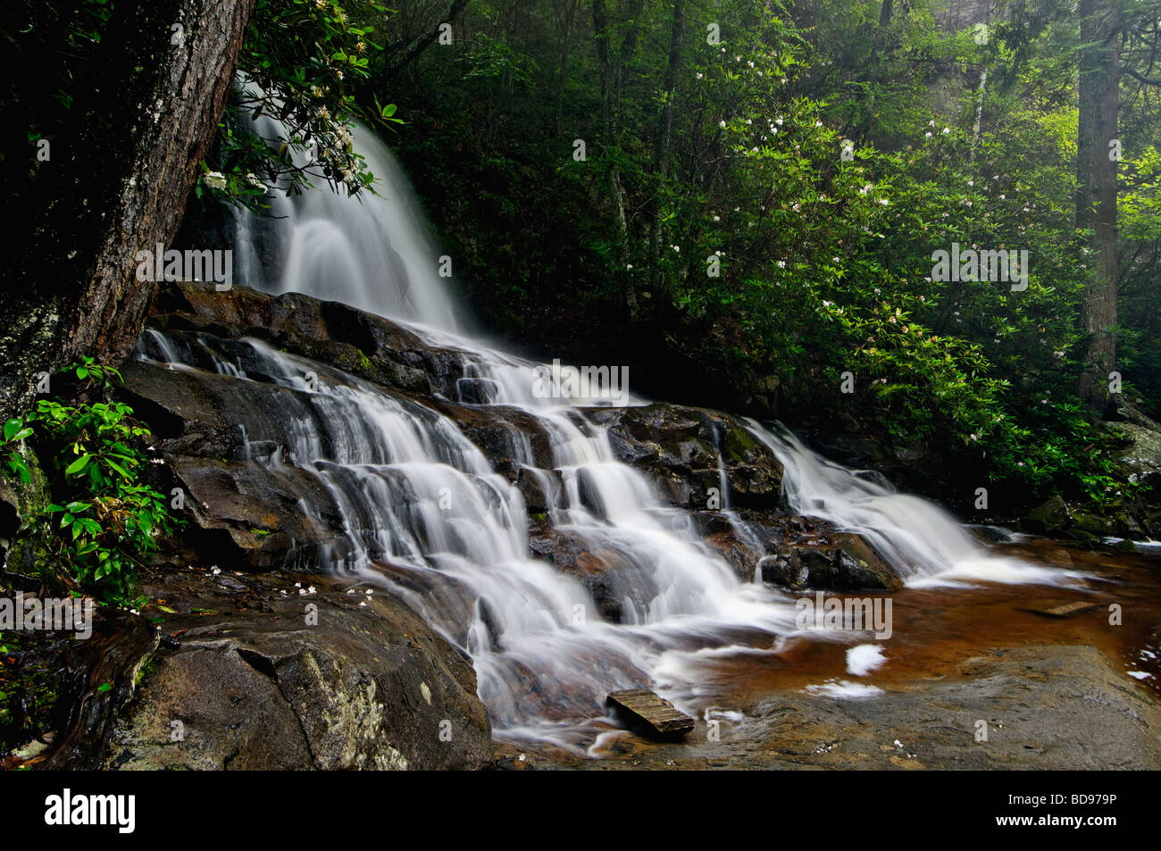 Fioritura Rododendron accanto a Laurel rientra nel Parco Nazionale di Great Smoky Mountains in Tennessee Foto Stock