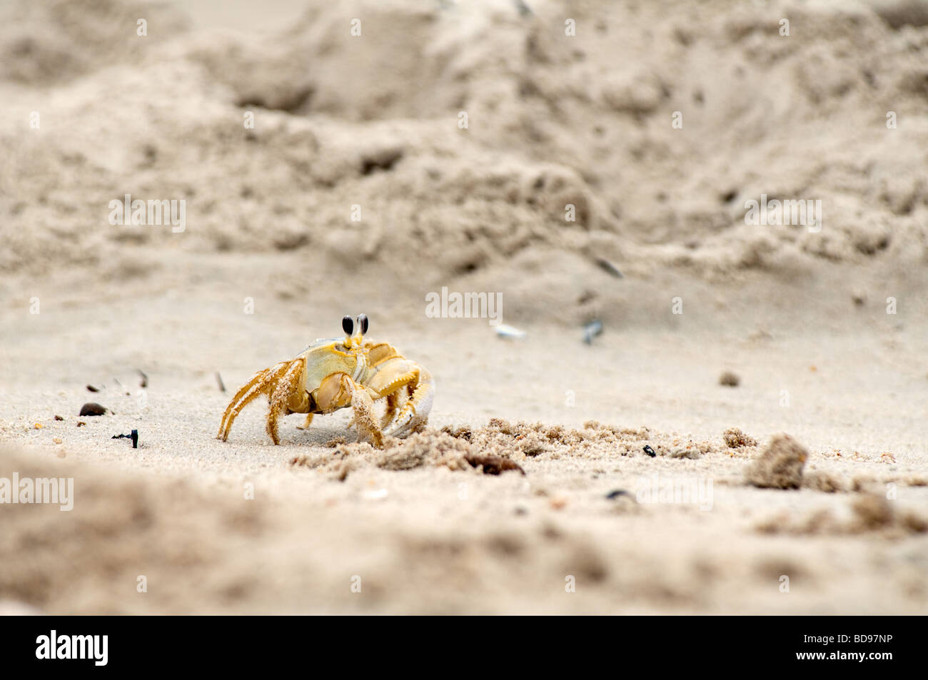 L'immagine orizzontale di un granchio di sabbia in movimento Foto Stock