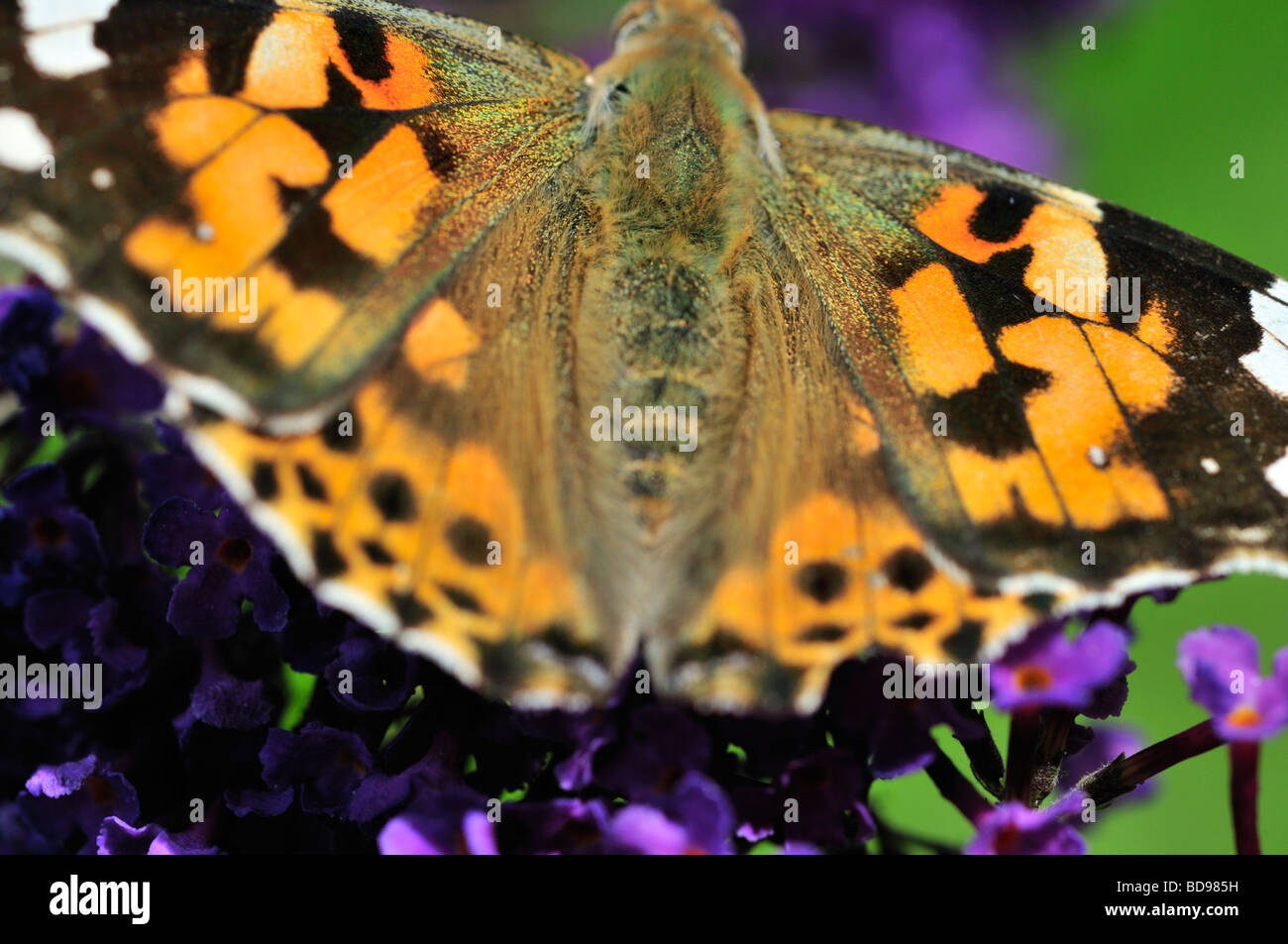 Un dipinto di lady butterfly (Vanessa cardui) su un fiore buddleia Foto Stock