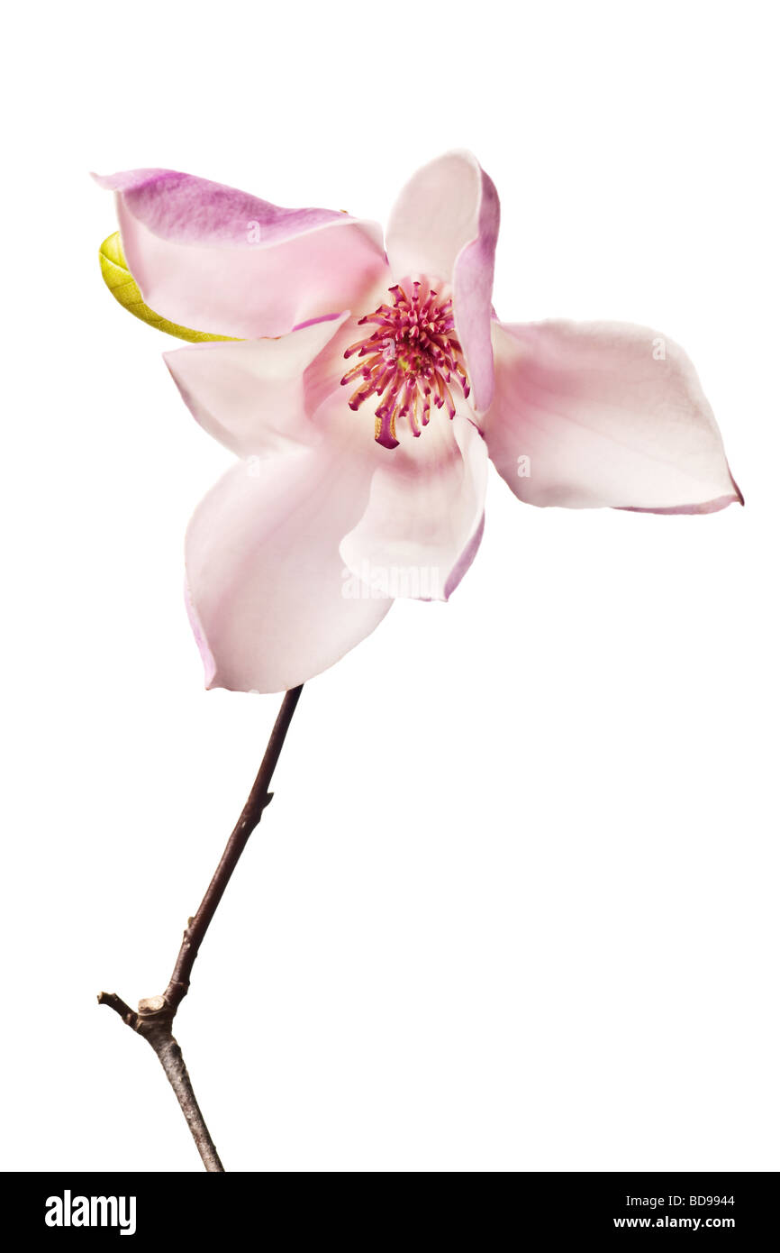 Magnolia Jane fiorisce in rosa e bianco Foto Stock