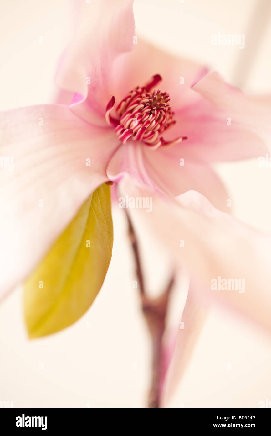 Magnolia Jane Blossom in rosa e tinte di colore bianco Foto Stock