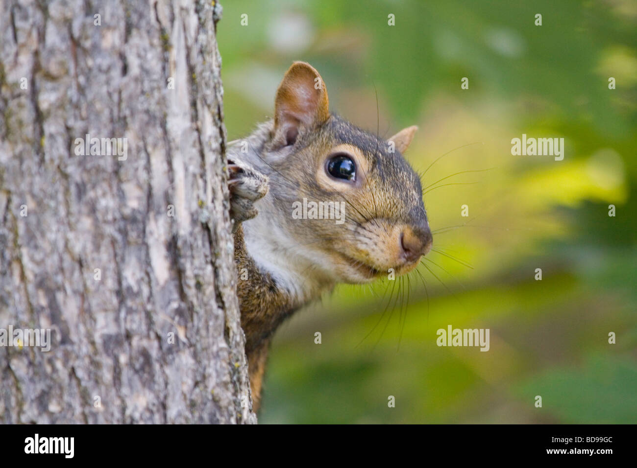 Chiudere fino a un curioso scoiattolo in natura su un albero. Canadian Forest. Foto Stock