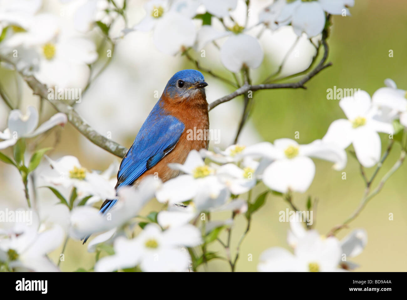 Eastern Bluebird appollaiato in Sanguinello Tree Foto Stock