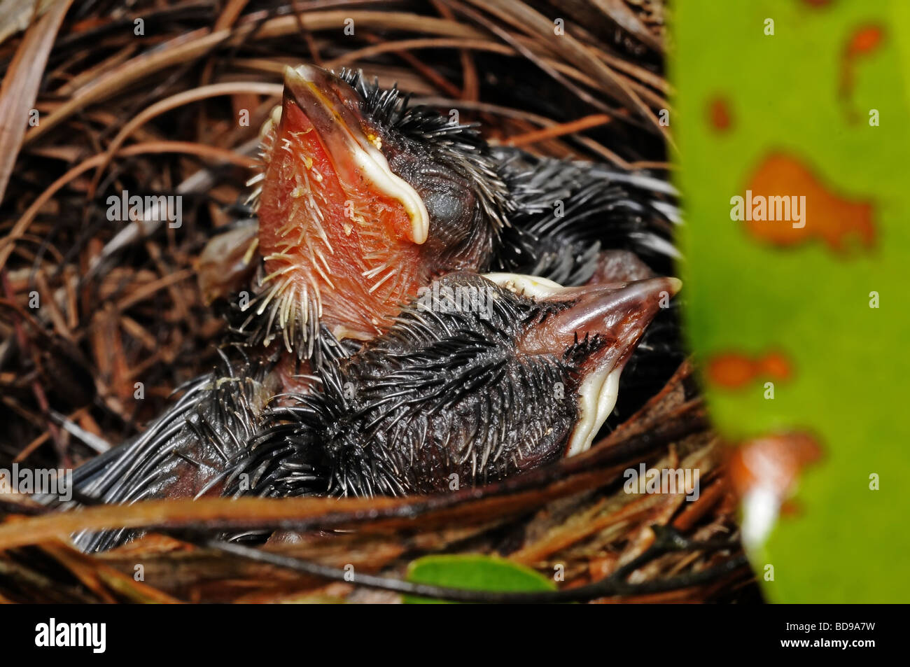 I neonati di uccelli nel nido Foto Stock