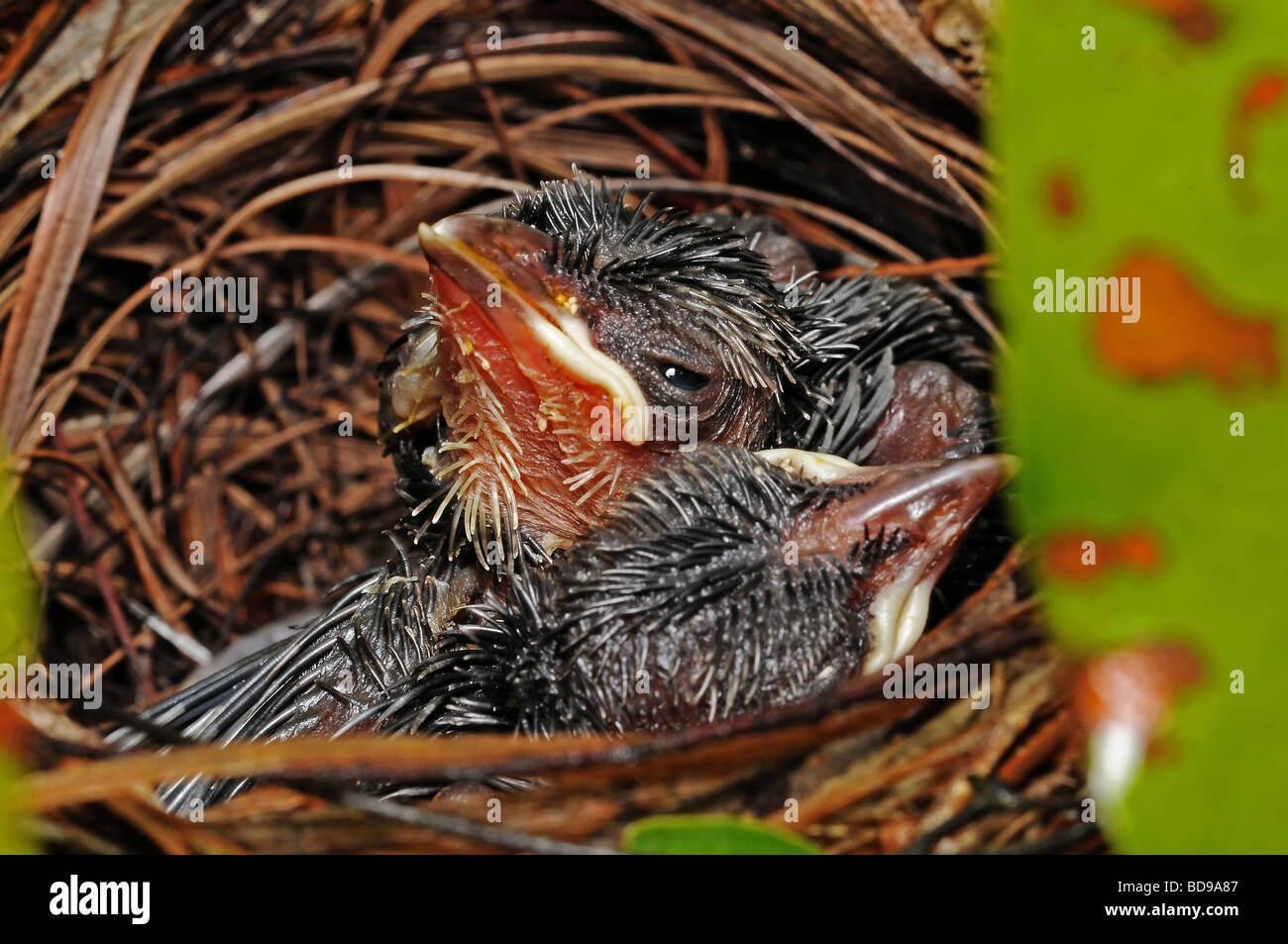 I neonati di uccelli nel nido Foto Stock