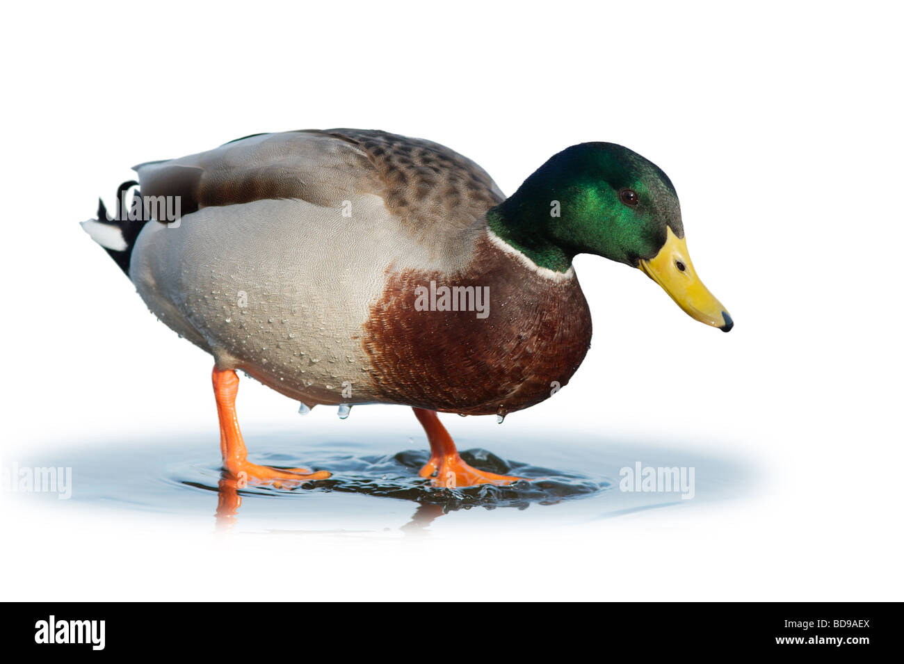 Un germano reale drake isolata contro uno sfondo bianco Foto Stock