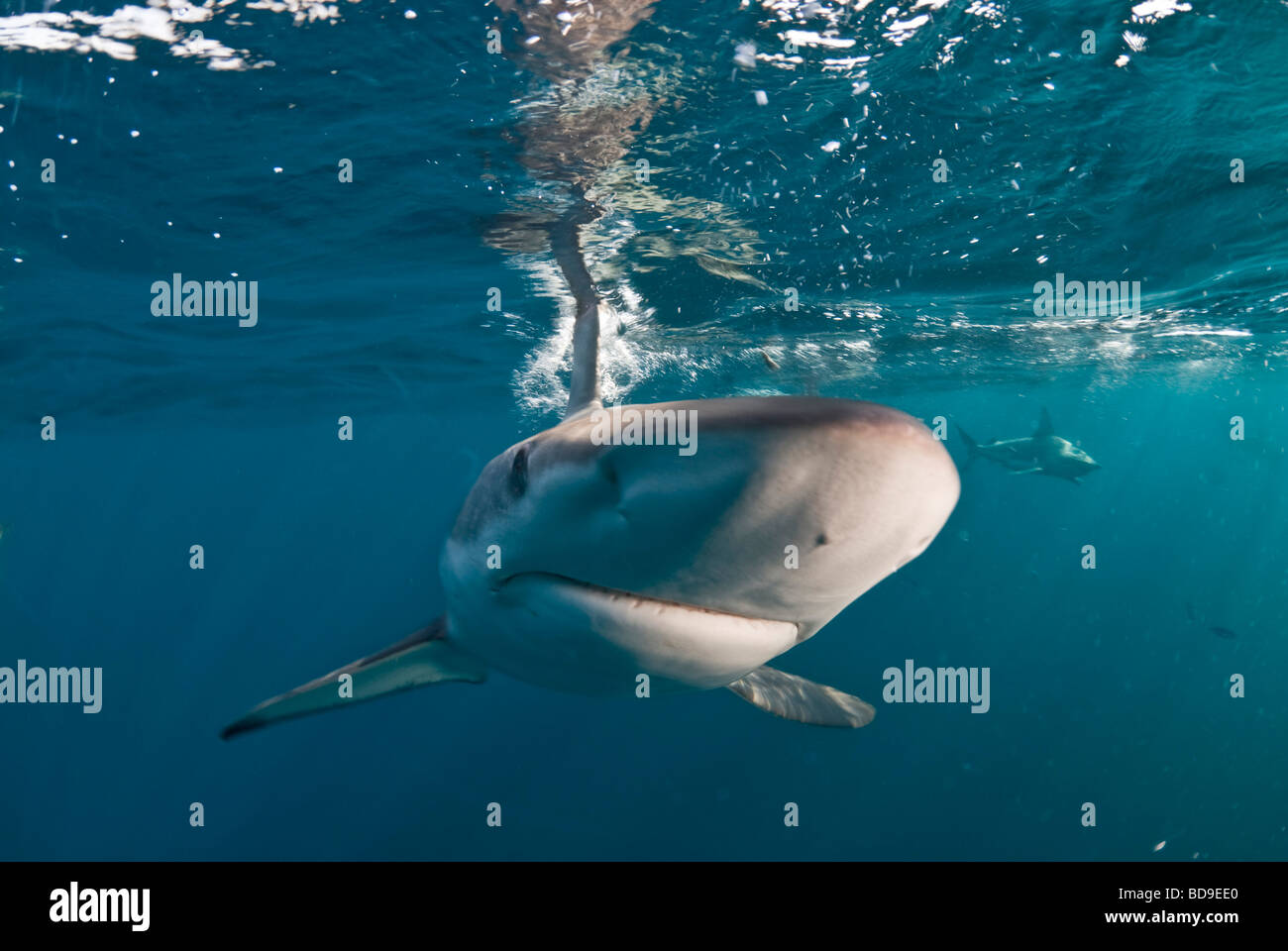 Punta nera shark (Carcharhinus limbatus), Aliwal Shoal, Sud Africa Foto Stock