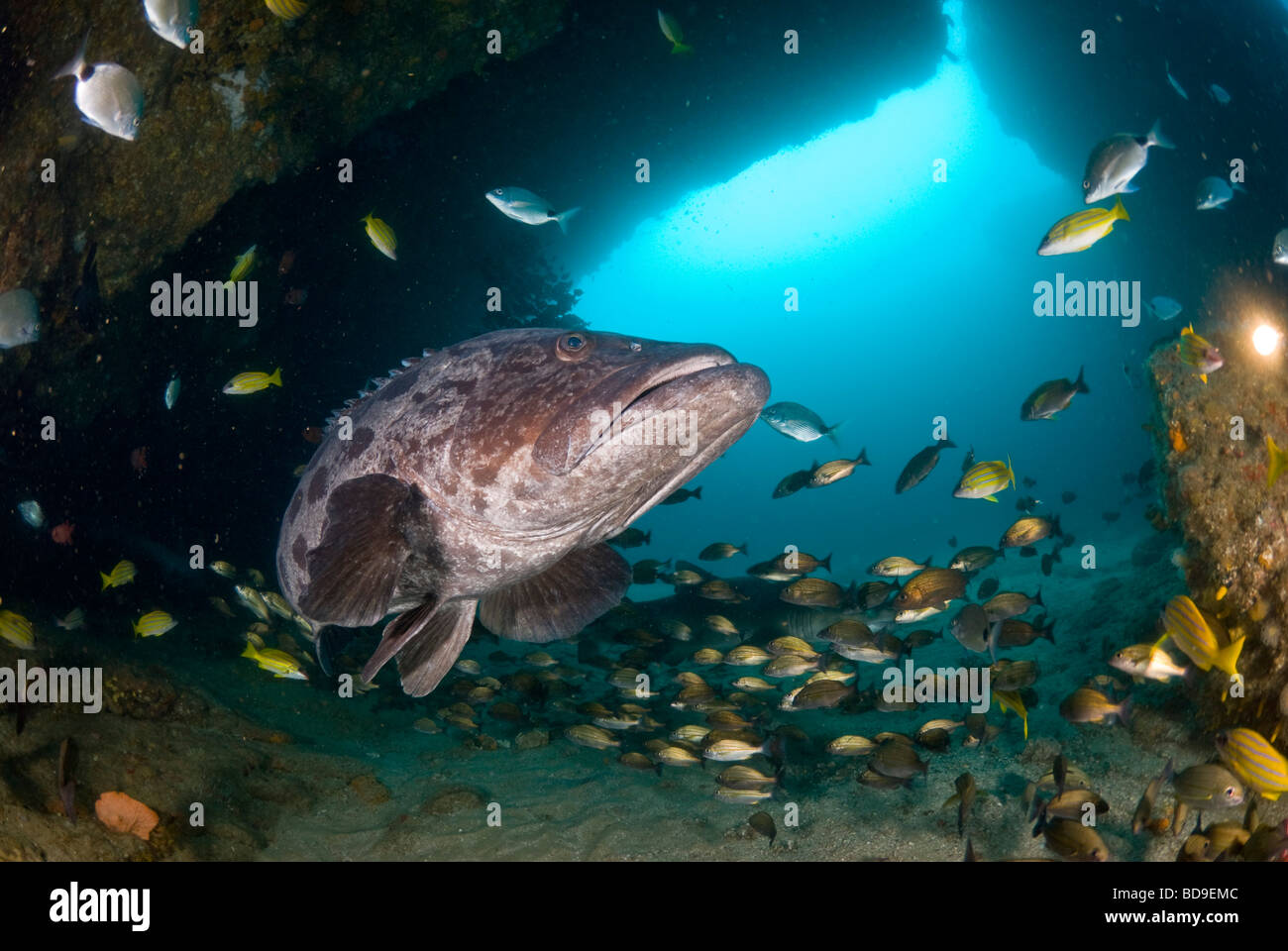 Potato cod (Epinephelus tukula), Aliwal Shoal, Sud Africa Foto Stock