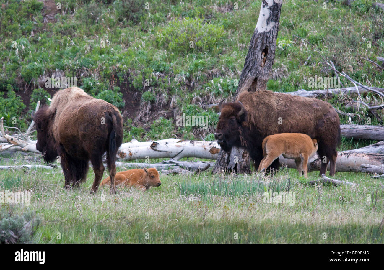 Bison e vitelli il Parco Nazionale di Yellowstone Foto Stock