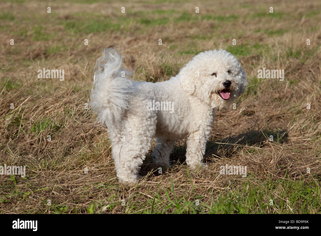 Bichon Frise curly cagnolino Waterloo Canili Stoke Orchard CHELTENHAM REGNO UNITO Foto Stock