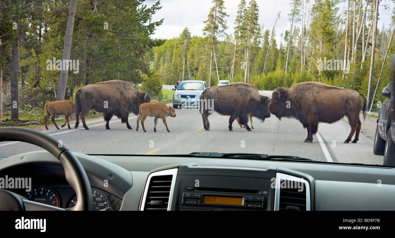 Bison herd provoca la congestione del traffico nel Parco Nazionale di Yellowstone Foto Stock