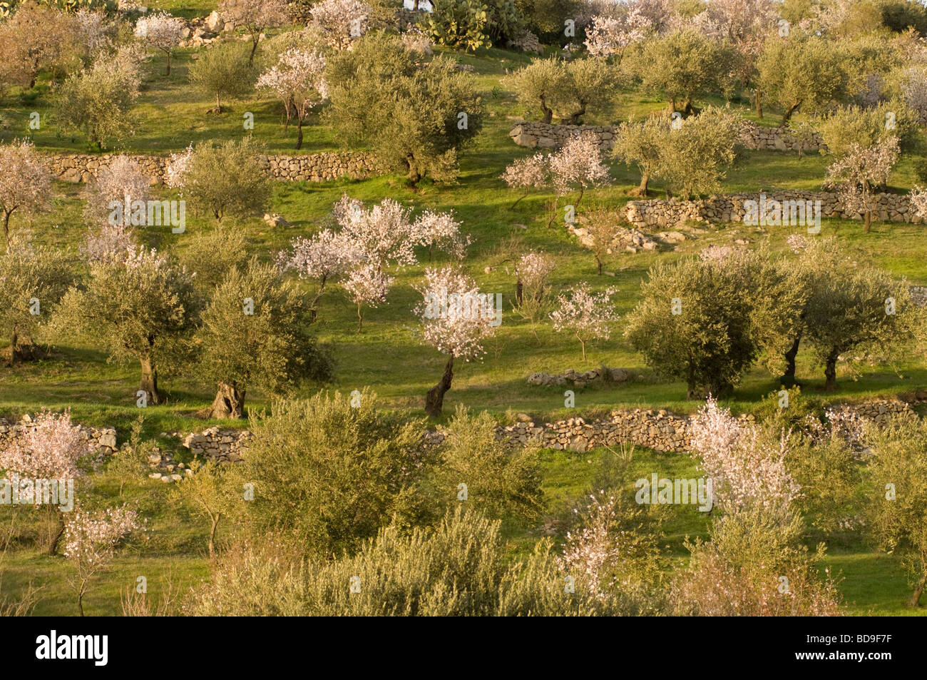 L'Italia. Sardegna. Mandorlo fiorisce in primavera. Foto Stock