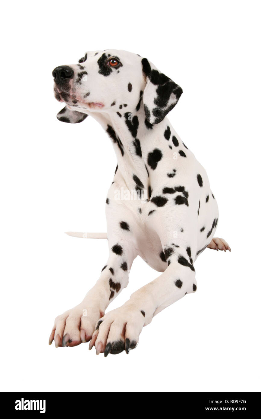 Dalmazia (Canis lupus f. familiaris) dalmata, seduti, con speranza alla ricerca Foto Stock