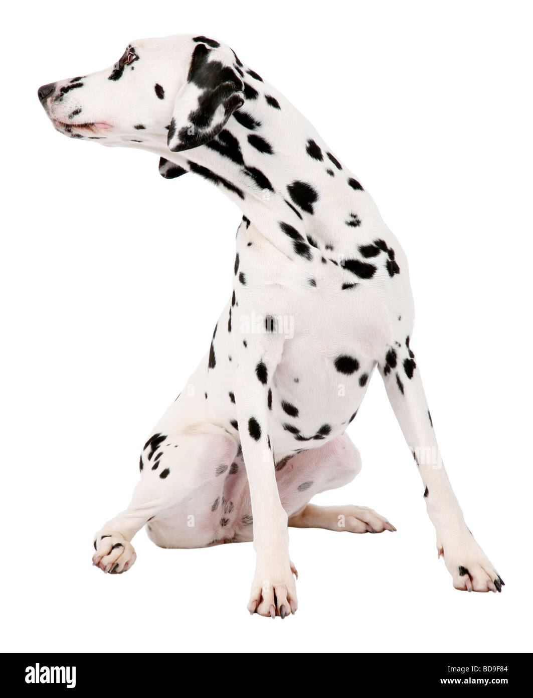 Dalmazia (Canis lupus f. familiaris), Dalmazia, seduta, girando intorno a Foto Stock