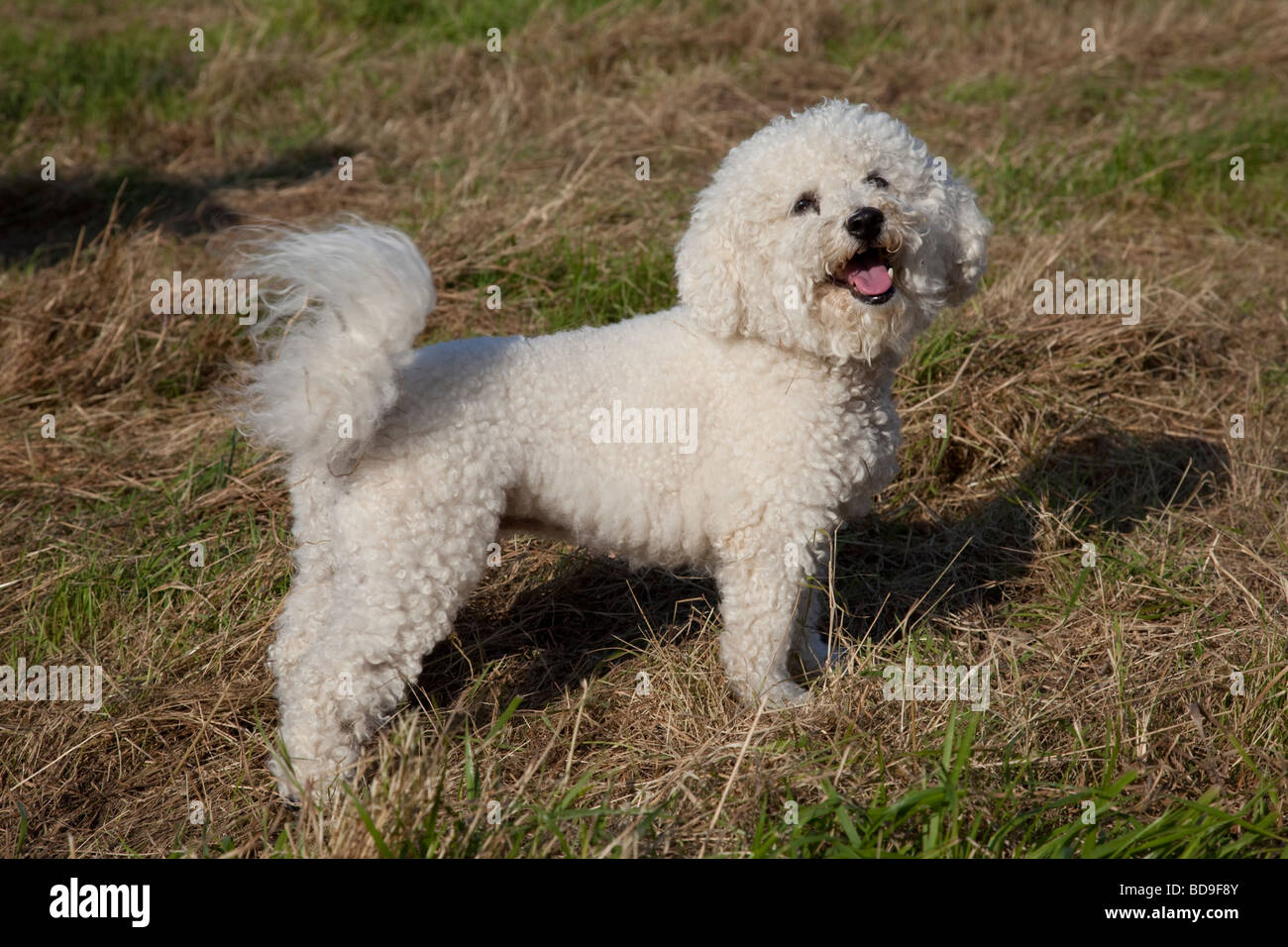 Bichon Frise curly cagnolino Waterloo Canili Stoke Orchard CHELTENHAM REGNO UNITO Foto Stock