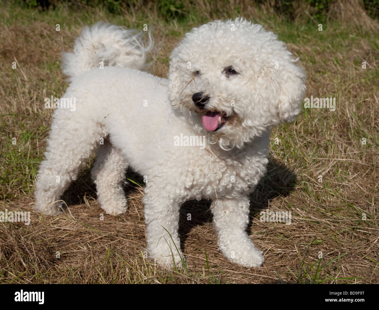 Bichon Frise curly cagnolino Waterloo Canili Stoke Orchard CHELTENHAM REGNO UNITO Foto Stock