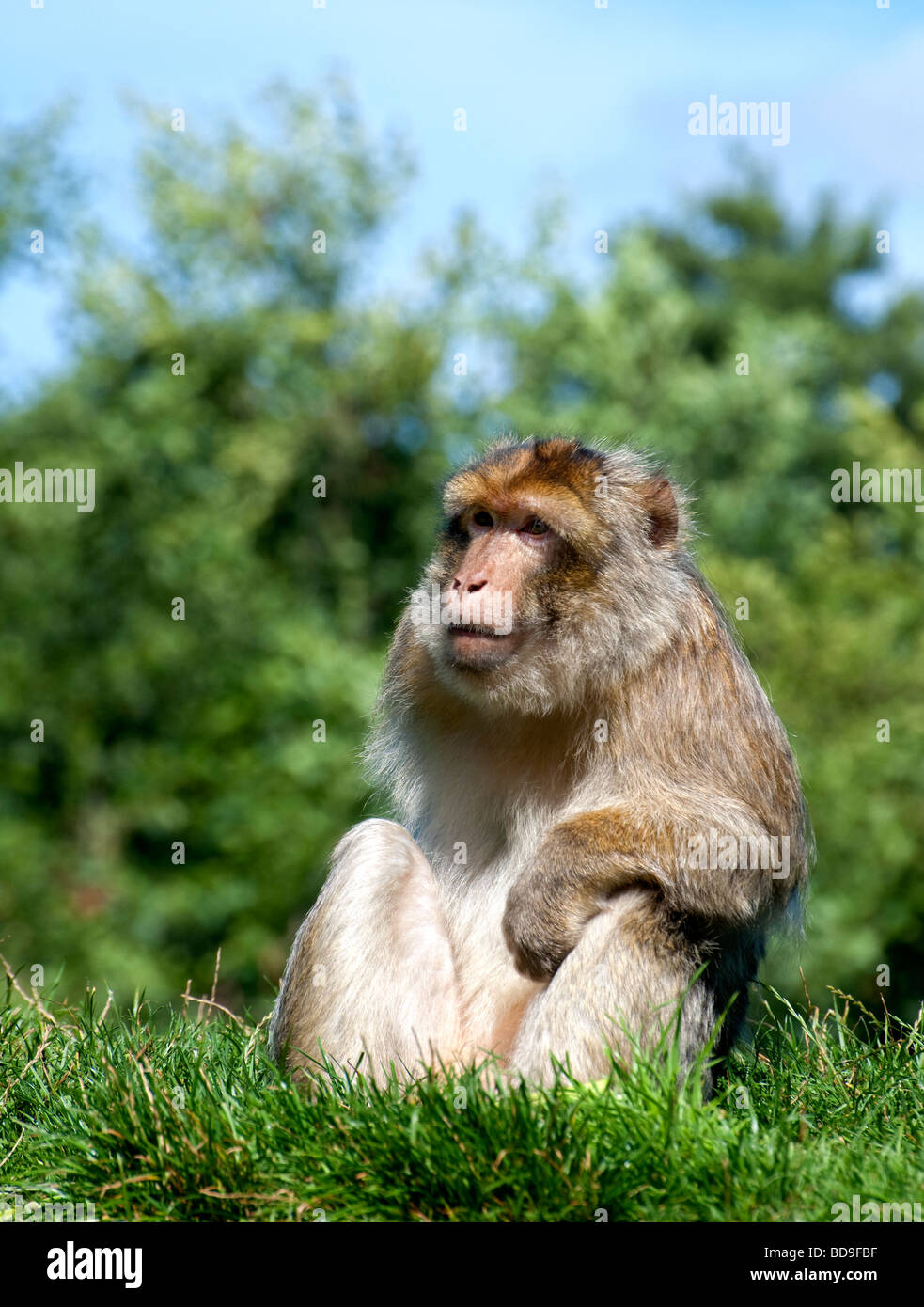 Bertuccia Foto Stock