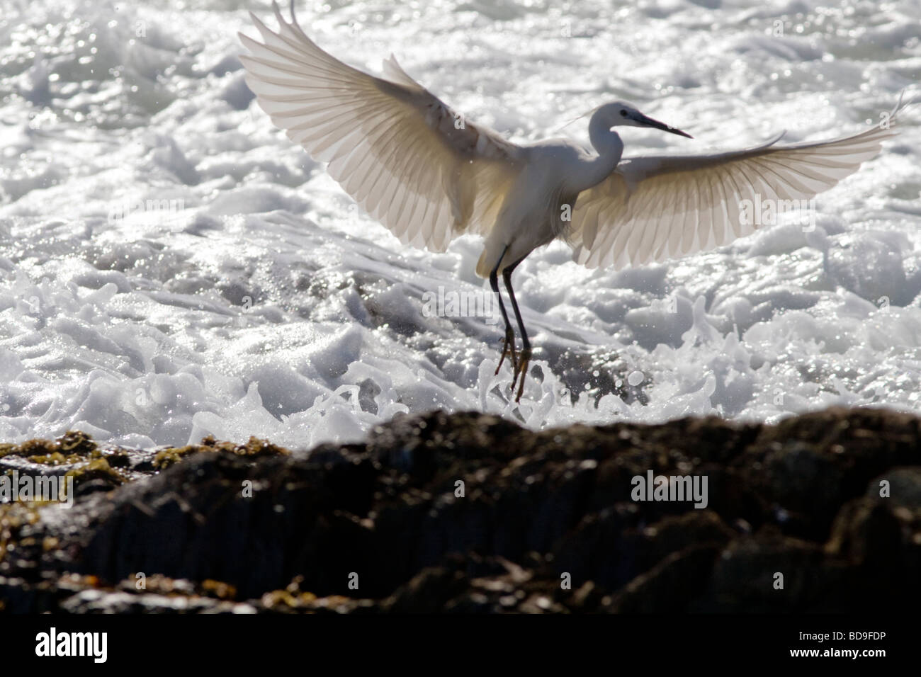 Una Garzetta balletto sulle rocce a Mouille Point Cape Town, Sud Africa Foto Stock