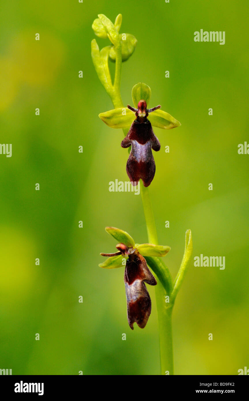 Fly Orchidea (insettifera di Ophrys) Foto Stock