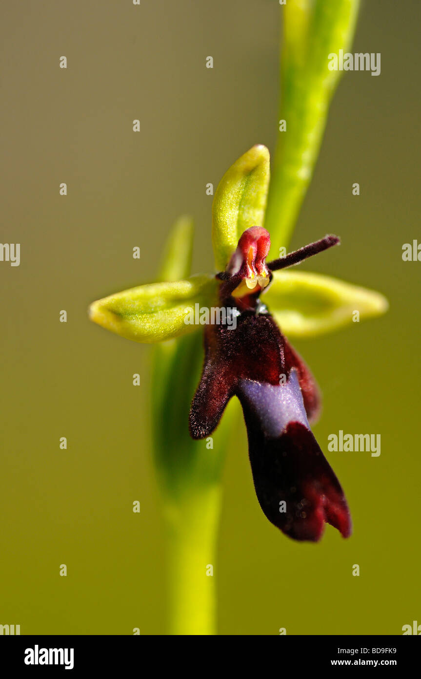 Fly Orchidea (insettifera di Ophrys) Foto Stock