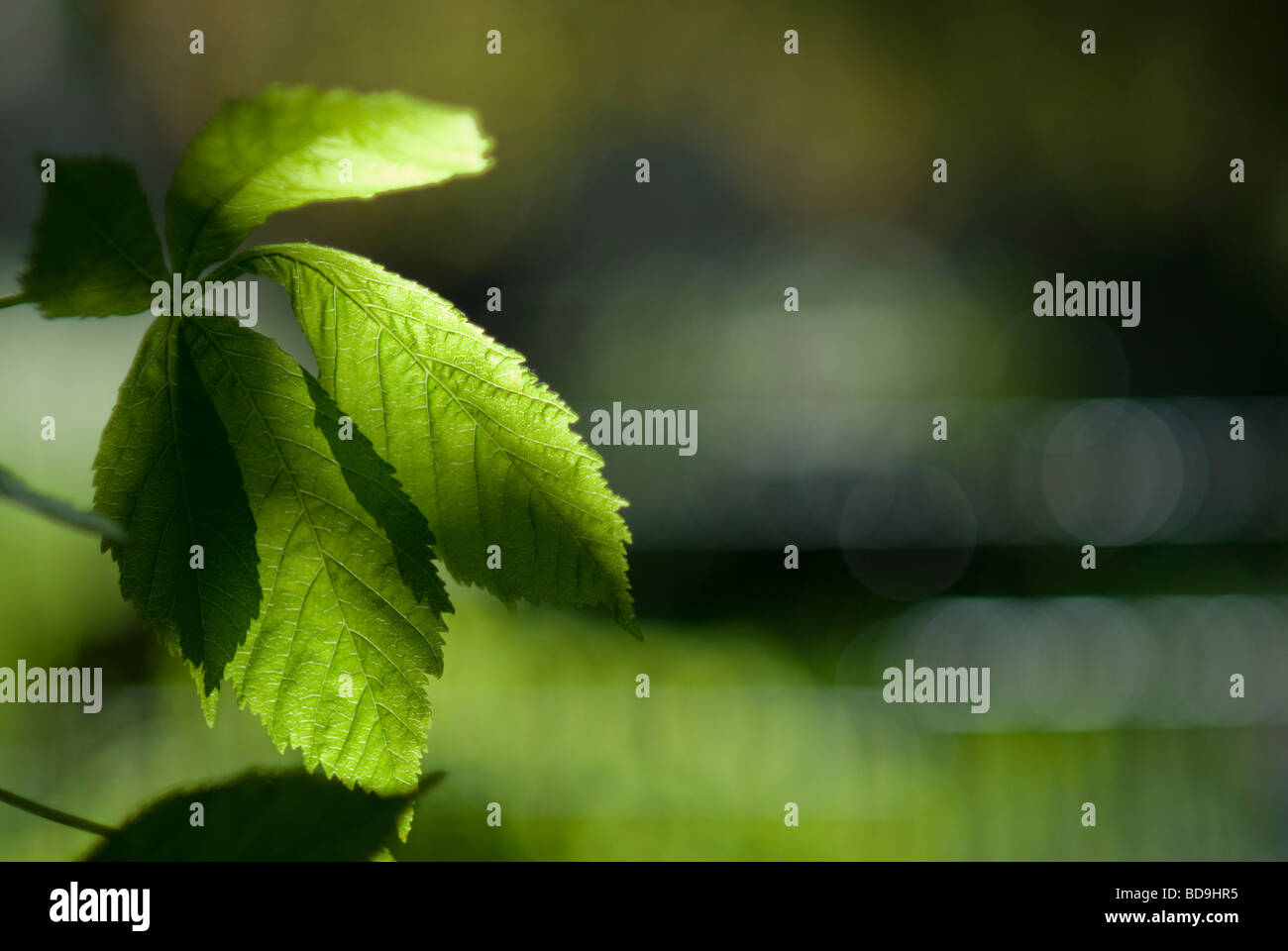 Foglia verde retroilluminato Foto Stock