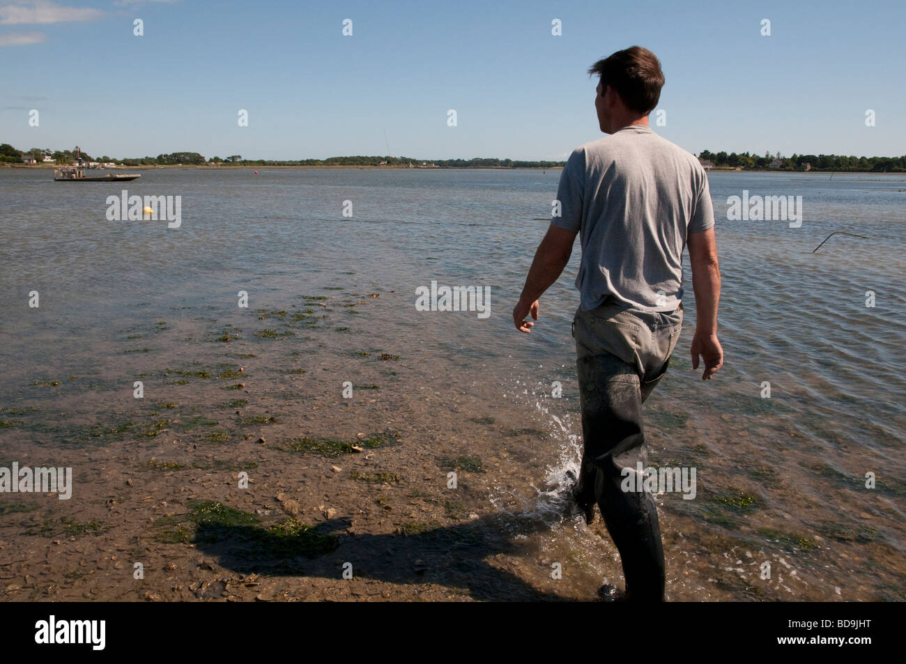 Francia Bretagne Morbihan Etel fiume Oyster Farm a Le Gohen Sainte Helene Alexis le Cren Foto Stock