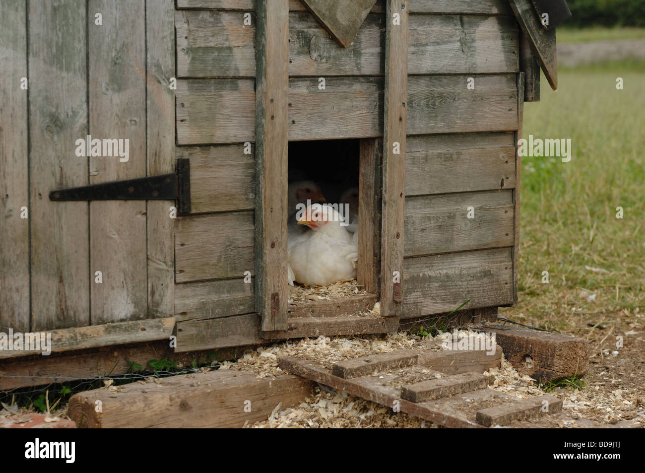 Free range polli biologici in un agriturismo nelle Midlands, Regno Unito Foto Stock