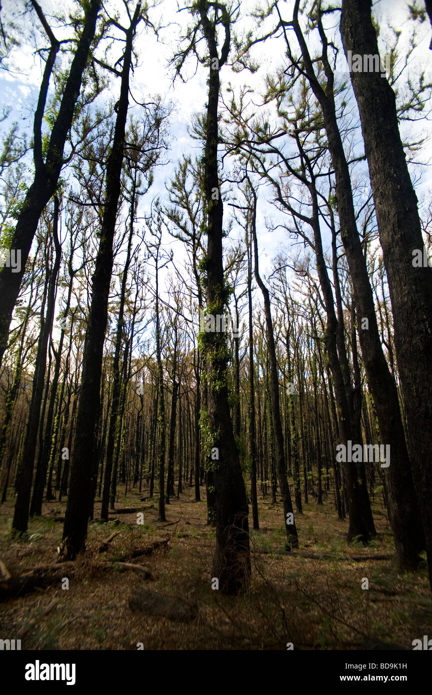 Ri-crescita dopo forrest fire Foto Stock