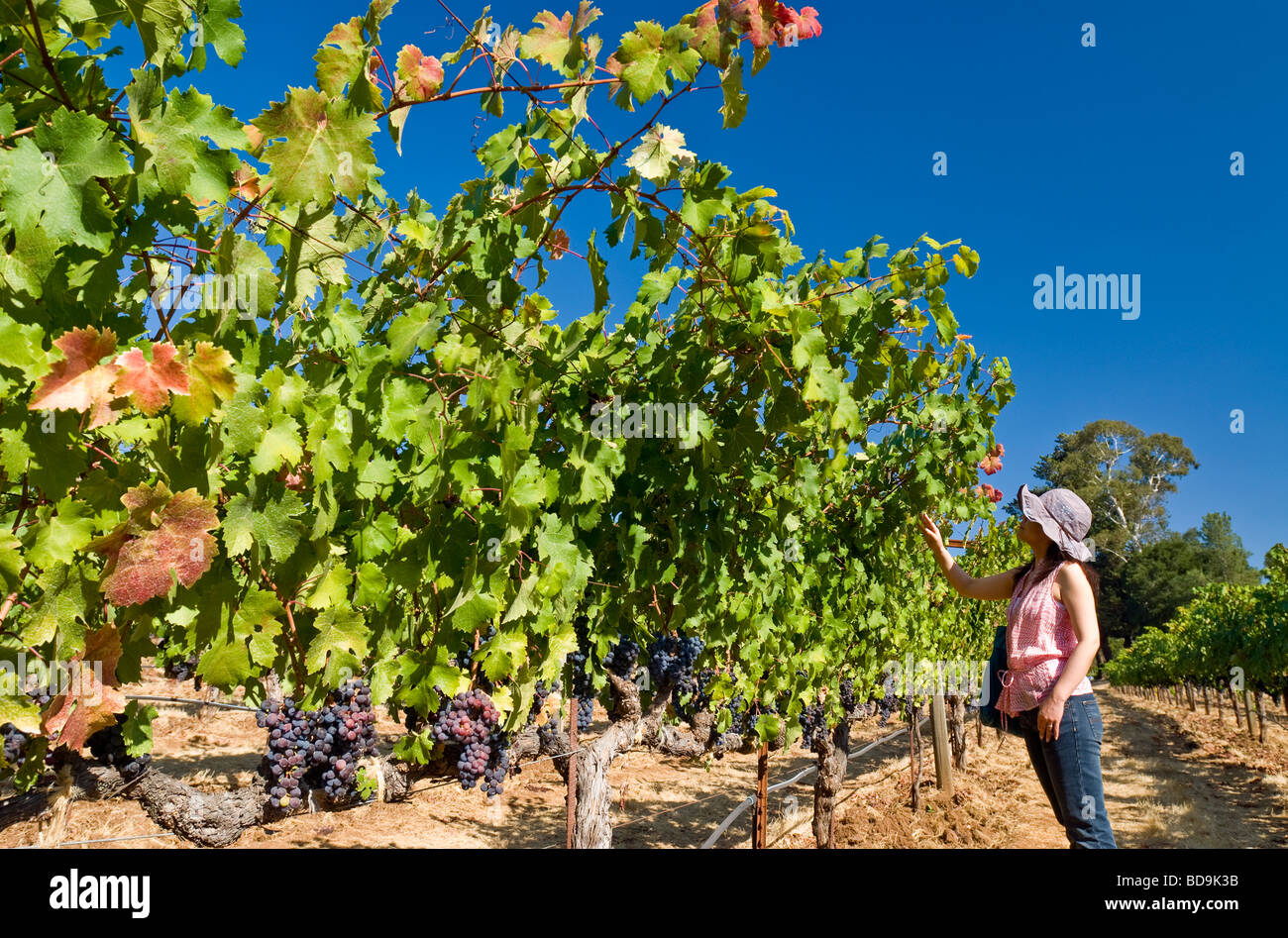 Famiglia Benziger Winery, Glen Ellen, Sonoma Valley, California. Foto Stock