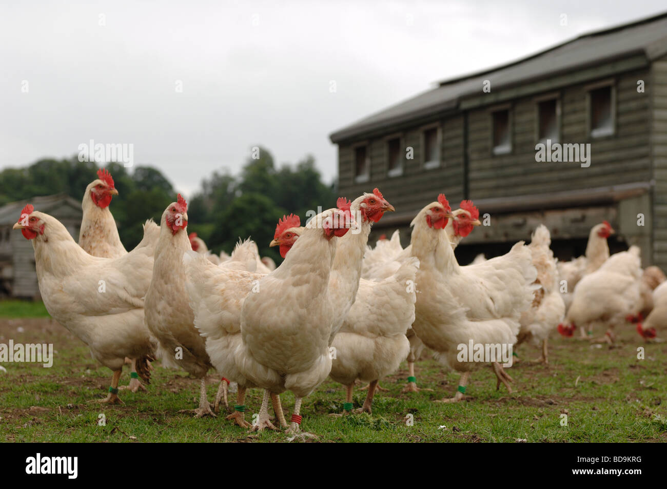 Free range polli biologici in un agriturismo nelle Midlands, Regno Unito Foto Stock