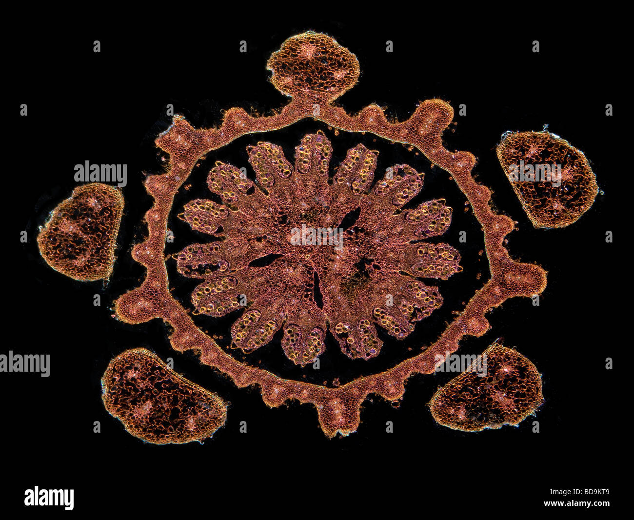 Campo oscuro fotomicrografia di midollo osseo cucurbita germoglio di fiore di TS Foto Stock