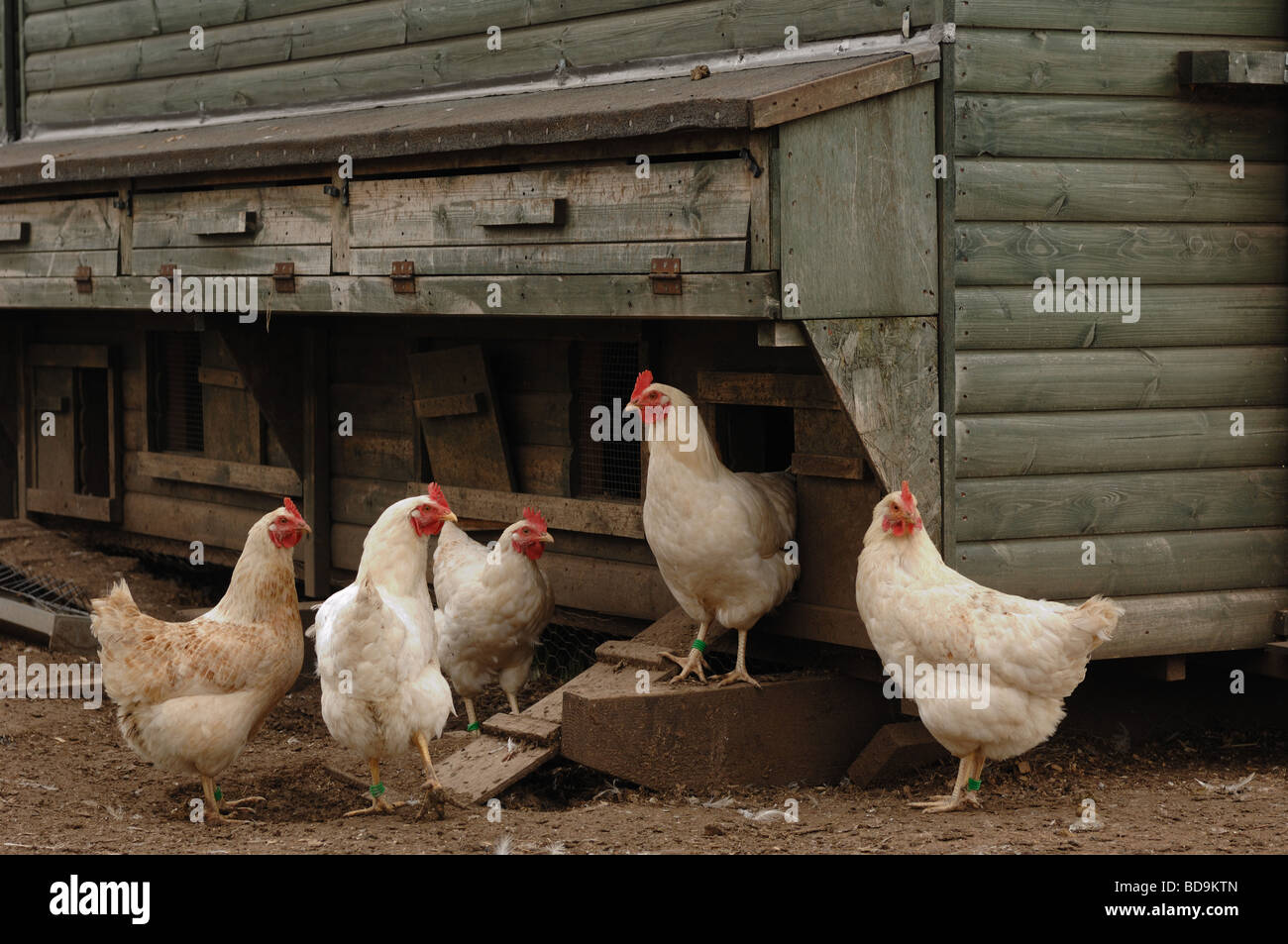 Free range polli biologici in un agriturismo nelle Midlands, Regno Unito Foto Stock