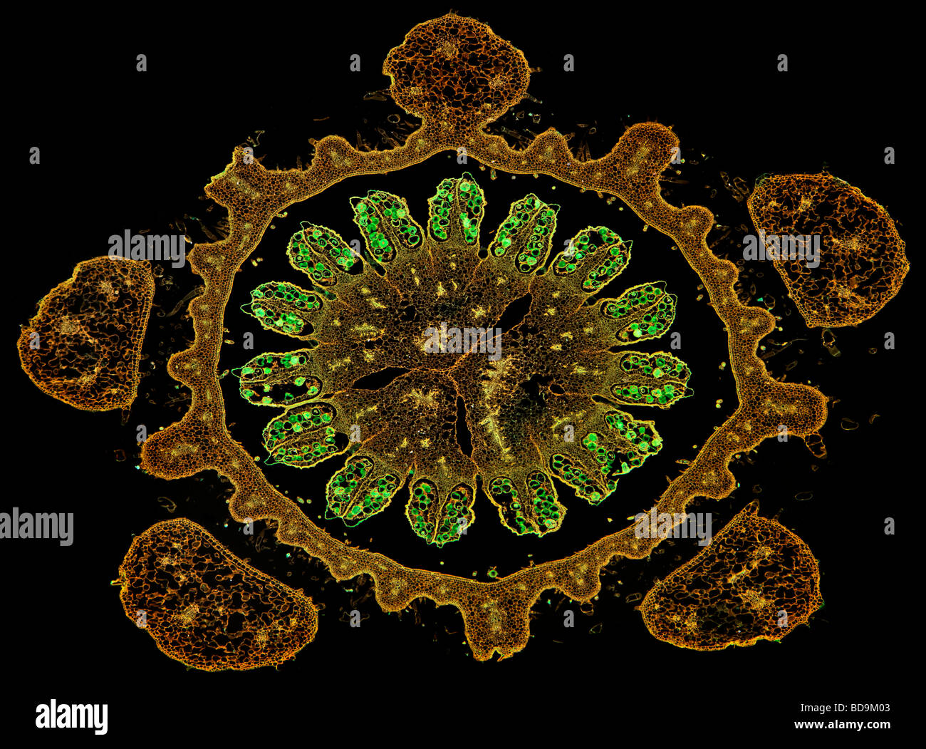 Campo oscuro fotomicrografia di midollo osseo cucurbita germoglio di fiore di TS Foto Stock