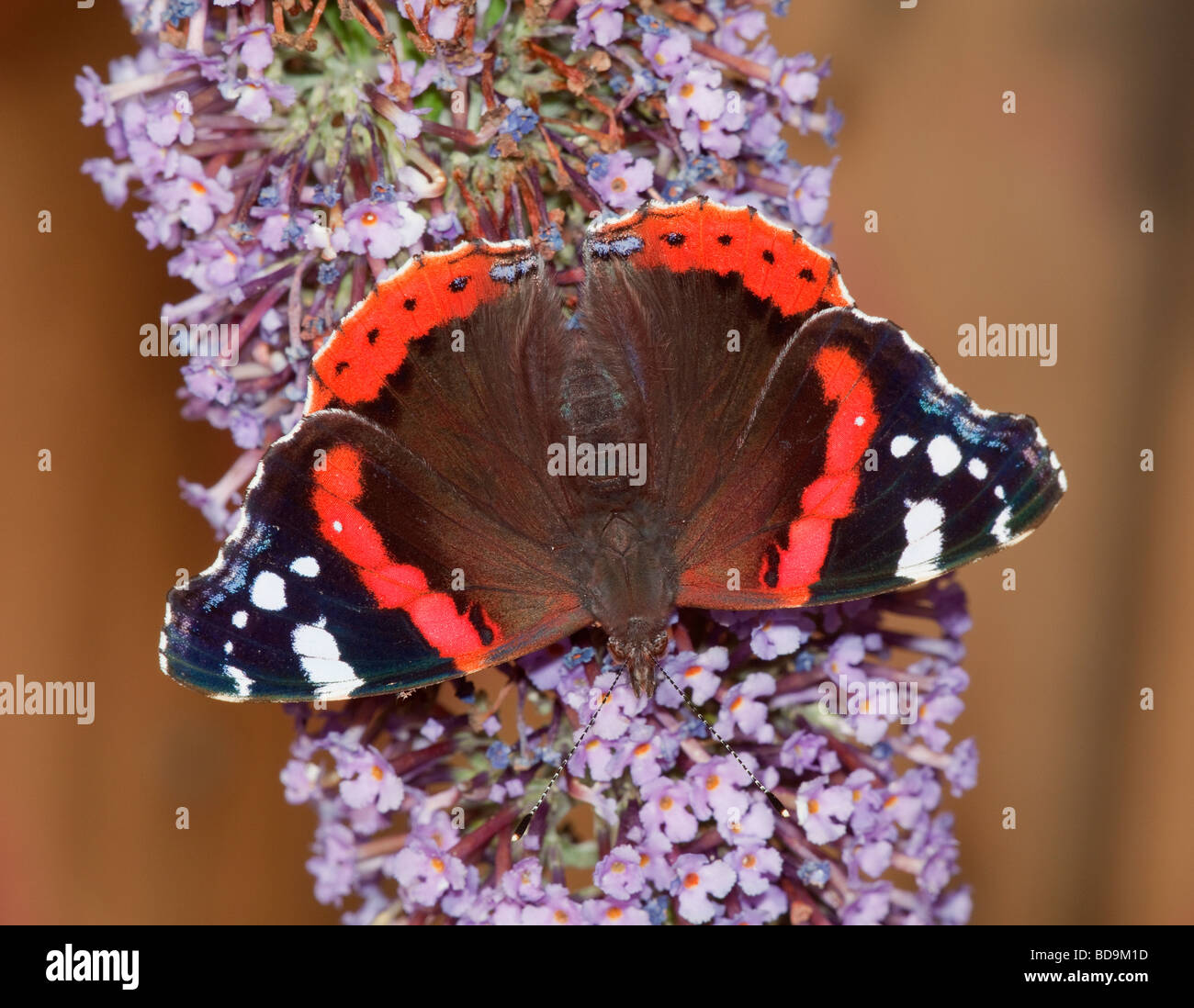 Red Admiral butterfly Vanessa Atalanta su alimentazione (Buddleia Buddleja) Foto Stock