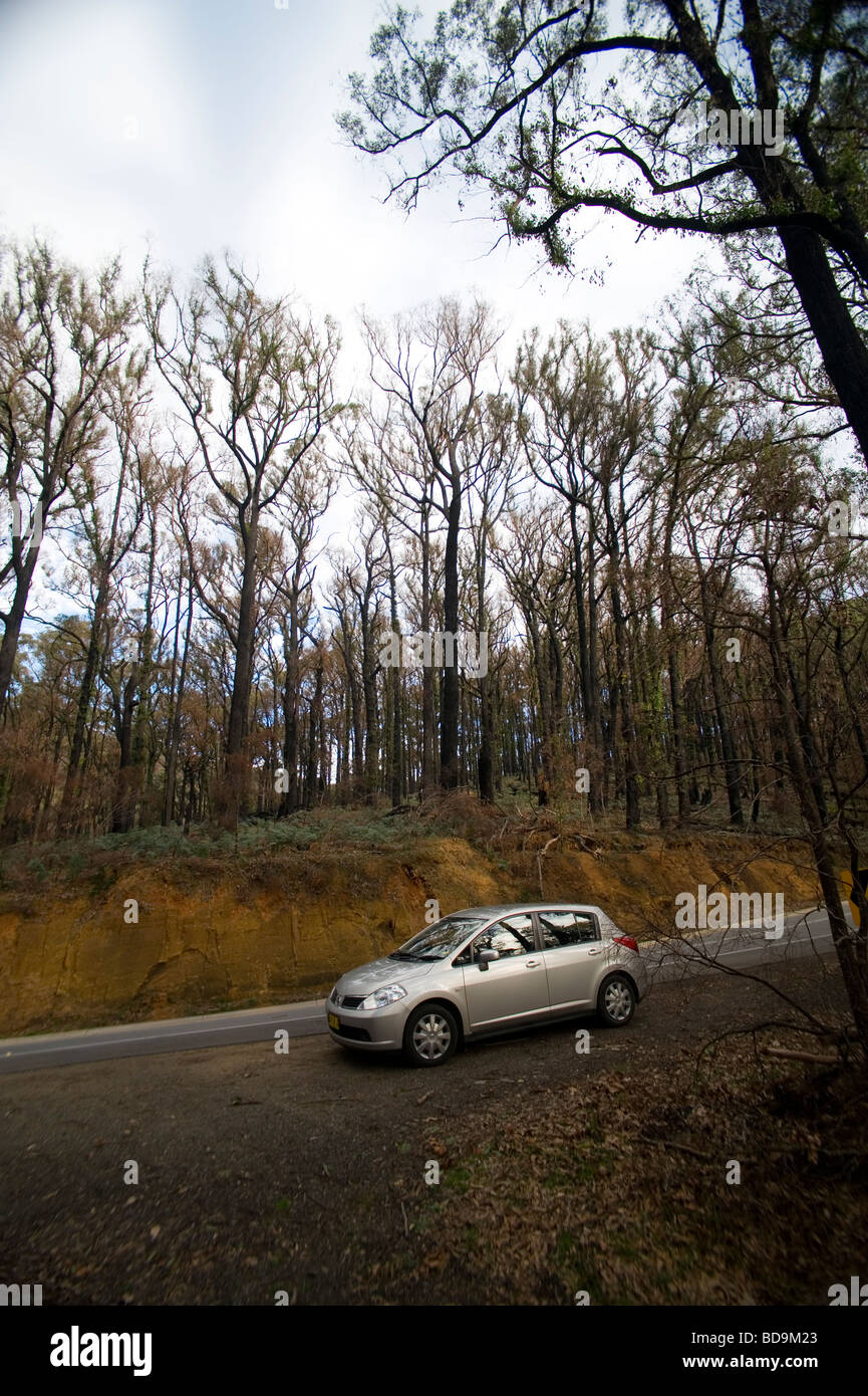 Ri-crescita dopo forrest fire Foto Stock