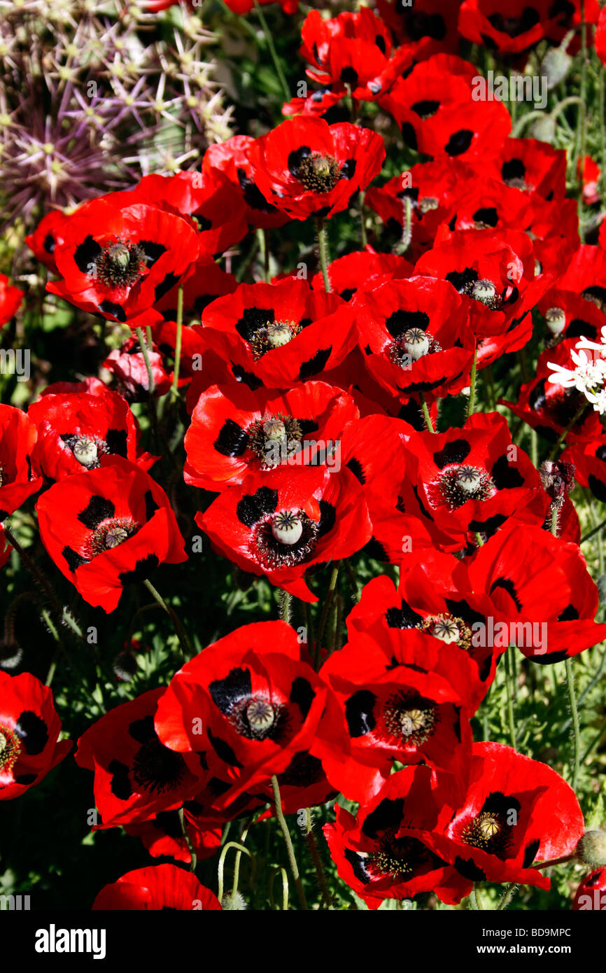 PAPAVER COMMUTATUM. LADYBIRD POPPIES IN CRESCITA IN UN confine d'estate. Foto Stock