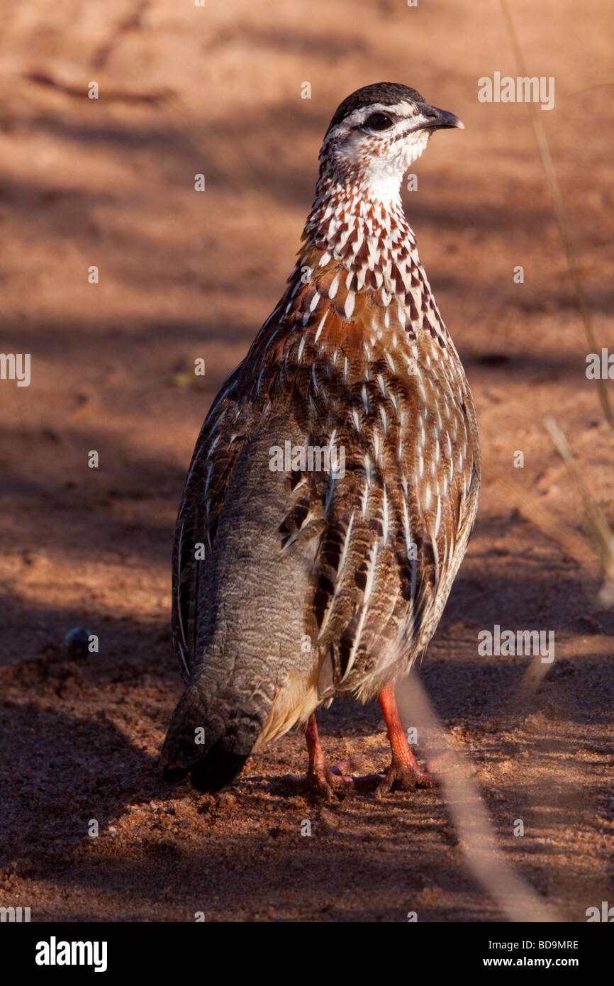 Crested Francolin (Francolinus Sephaena). Balule, maggiore parco nazionale Kruger, Limpopo, Sud Africa. Foto Stock