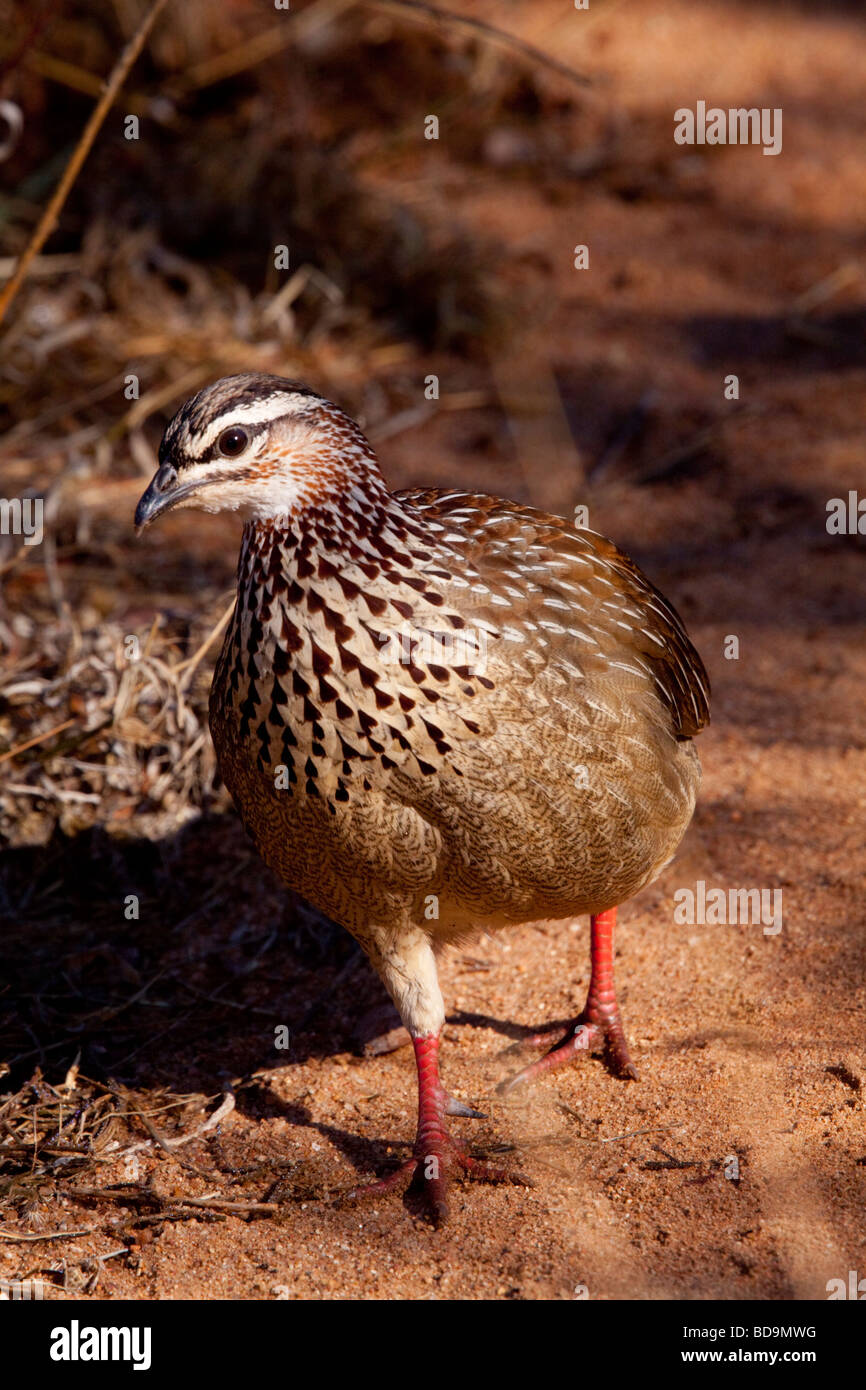 Crested Francolin (Francolinus Sephaena). Balule, maggiore parco nazionale Kruger, Limpopo, Sud Africa. Foto Stock