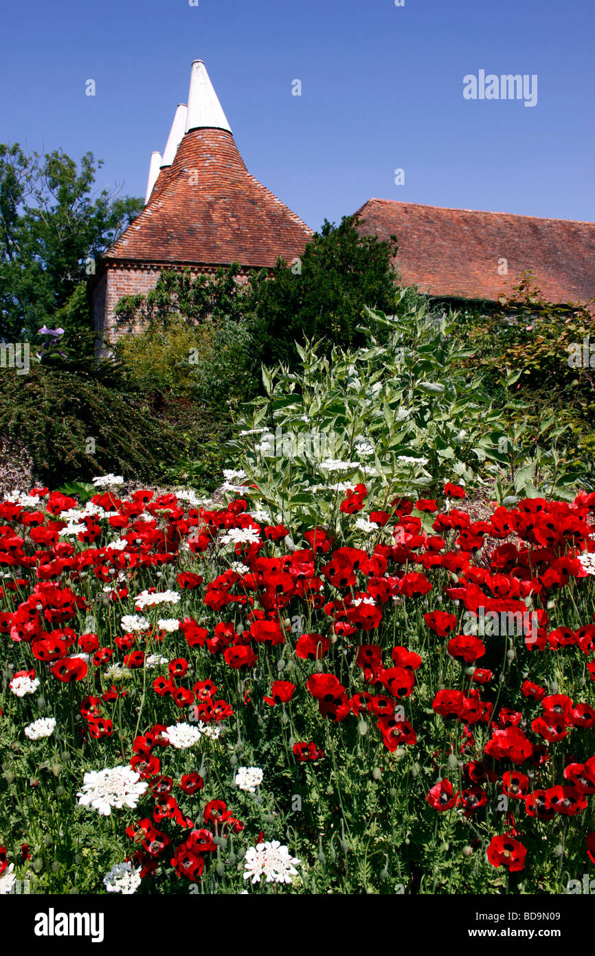 PAPAVER COMMUTATUM. LADYBIRD POPPIES IN CRESCITA IN UN confine d'estate. Foto Stock