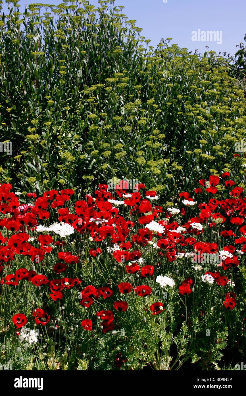 PAPAVER COMMUTATUM. LADYBIRD POPPIES IN CRESCITA IN UN confine d'estate. Foto Stock