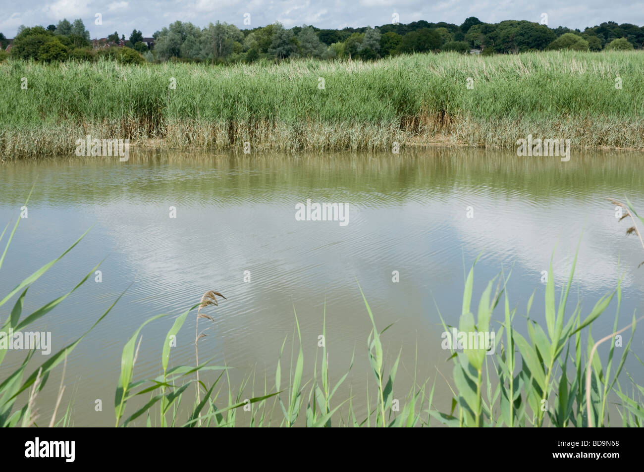 Il canneto e il fiume Alde, Suffolk, vicino al Maltings a Snape. Foto Stock
