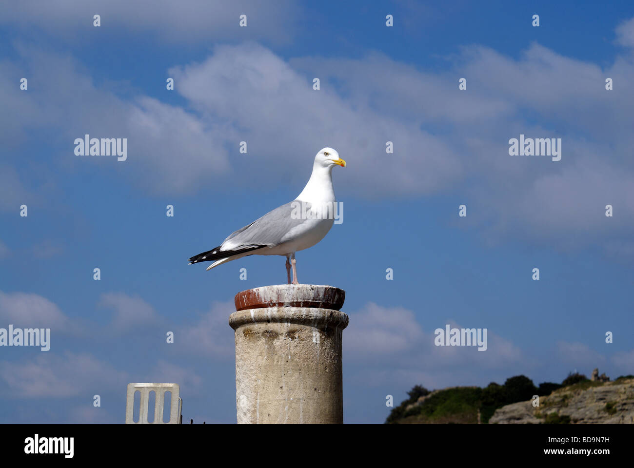Seagull con il castello di Hastings in background Aringa Gabbiano Foto Stock