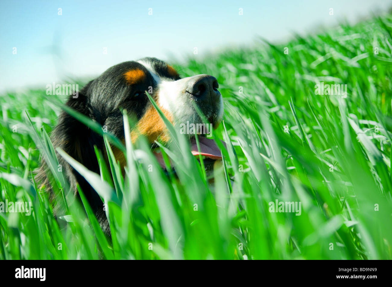 Un simpatico cane in erba Foto Stock