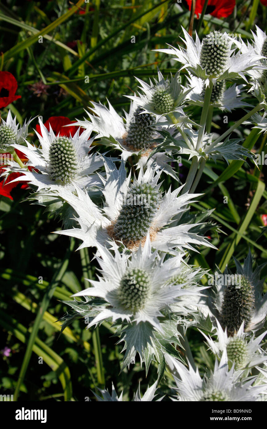 ERYNGIUM GIGANTIUM MISS WILMOTT del fantasma. Mare HOLLY. Foto Stock