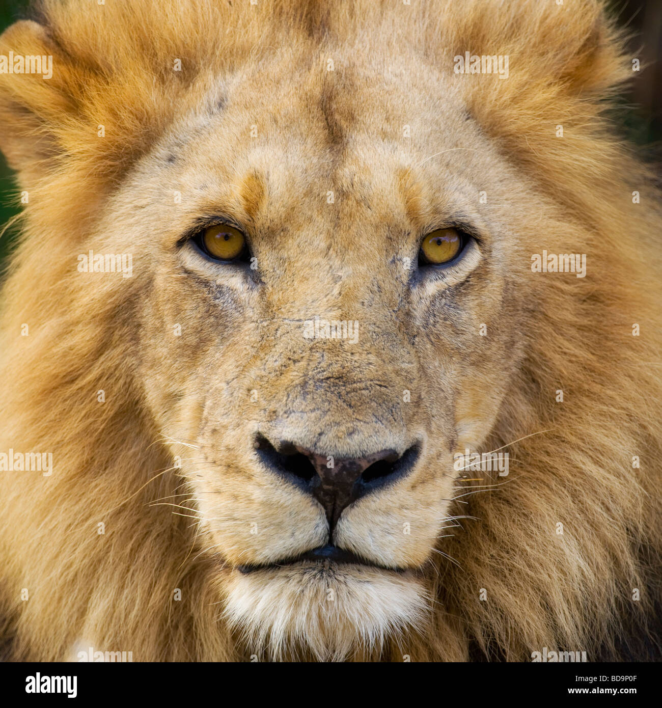 Maschio di Leone Panthera Leo Parco Nazionale Kruger Sud Africa Foto Stock