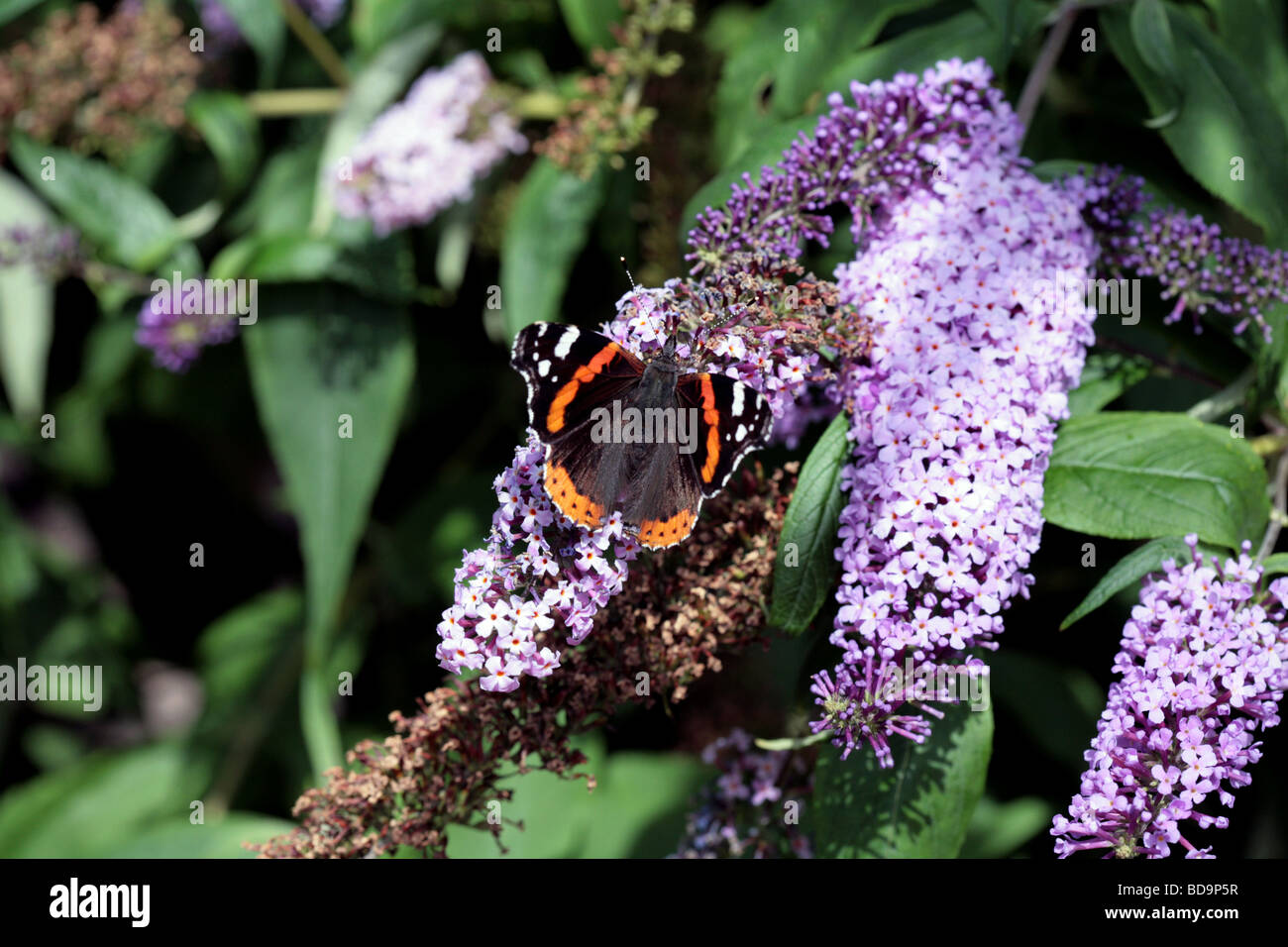 Red Admiral Butterfly alimentazione su un fiore Buddliea Carlisle Cumbria Inghilterra England Foto Stock