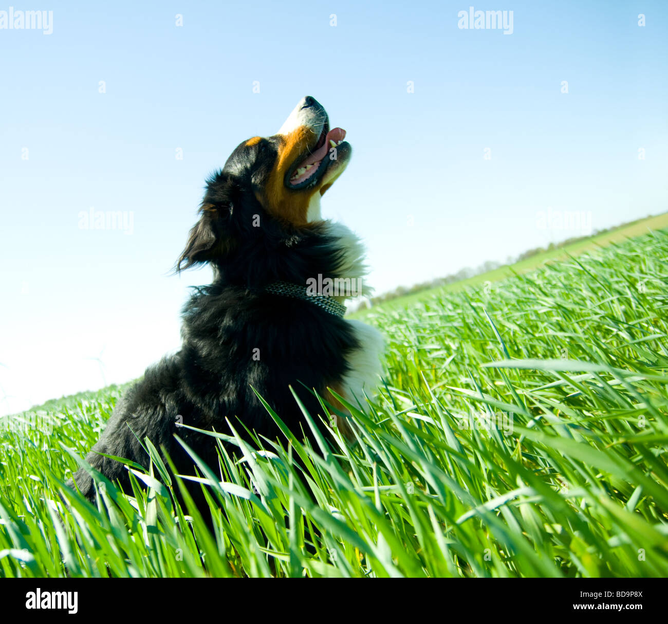 Un simpatico cane in erba Foto Stock