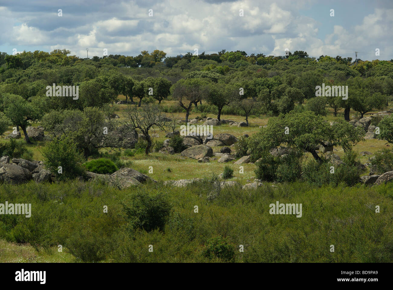 Dehesa 06 Foto Stock